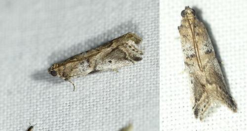 Acrobasis fallouella